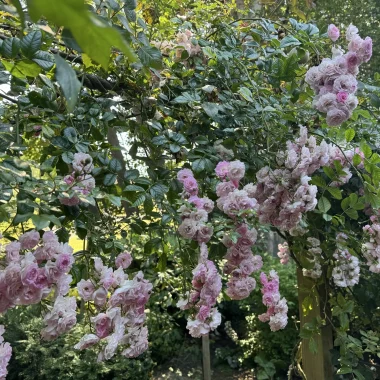 pink roses in the garden