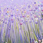 close up of flowers for lovely in lilac